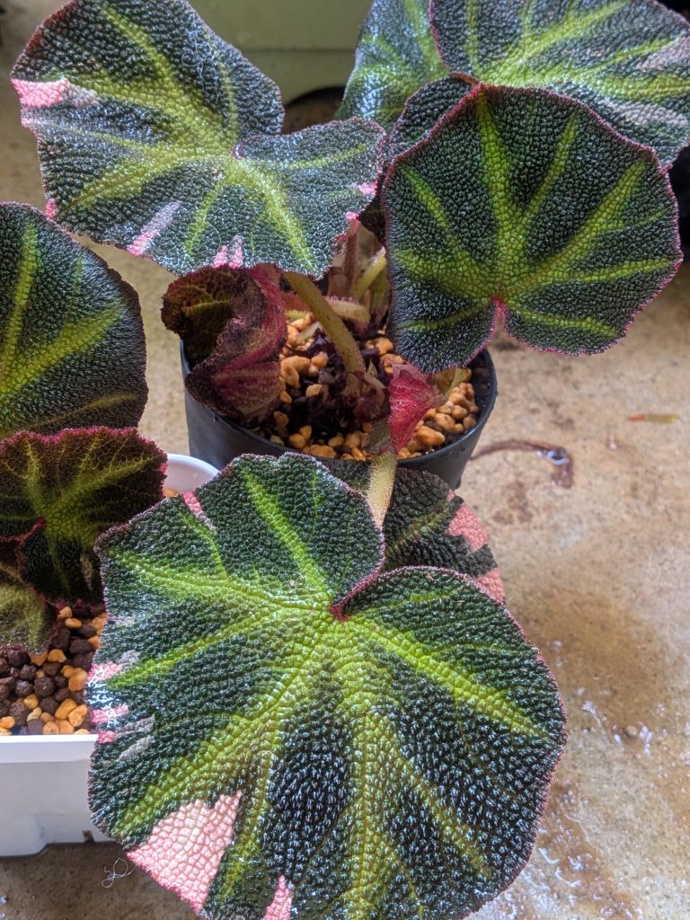 ベゴニア・ソムリタータ