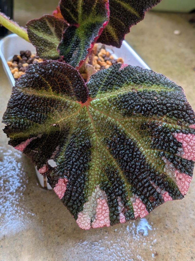 ベゴニア・ソムリタータ