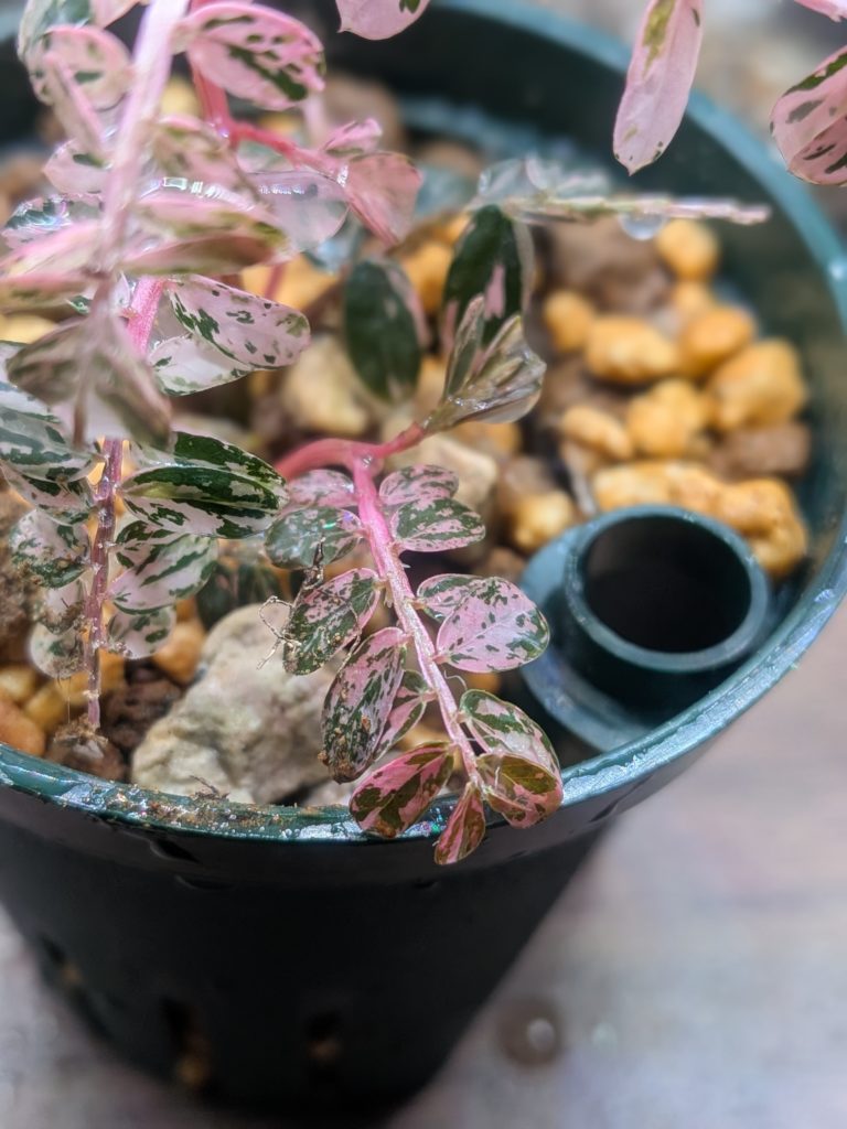 ファイランサス・ウリナリア・バリエガータ