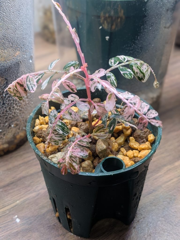 ファイランサス・ウリナリア・バリエガータ