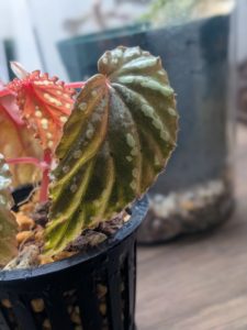 ベゴニア・アトリカ