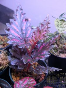 ベゴニア・セラティペタラ