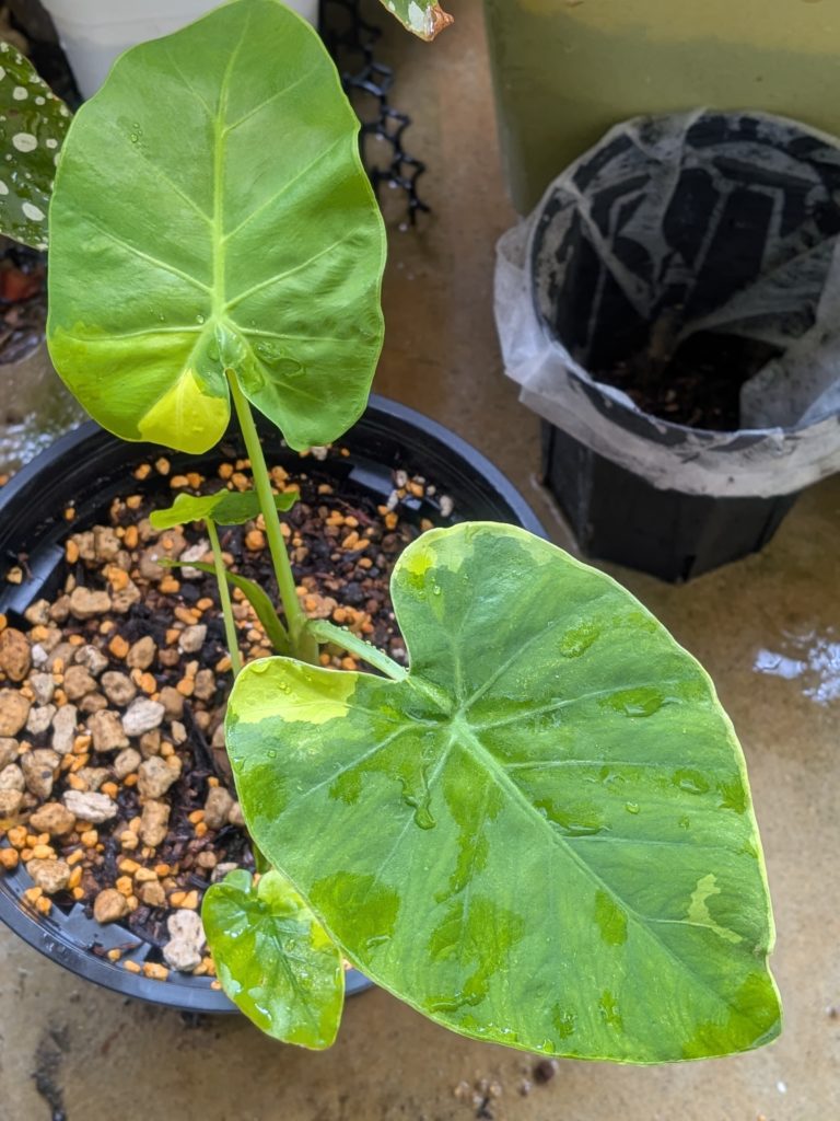 コロカシア・ギガンティア・バリガータ