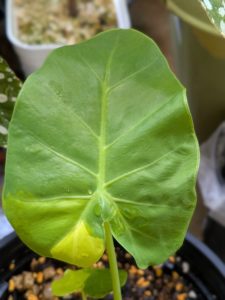 コロカシア・ギガンティア・バリガータ