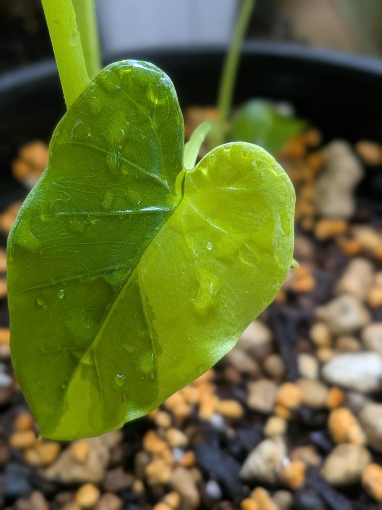 コロカシア・ギガンティア・バリガータ