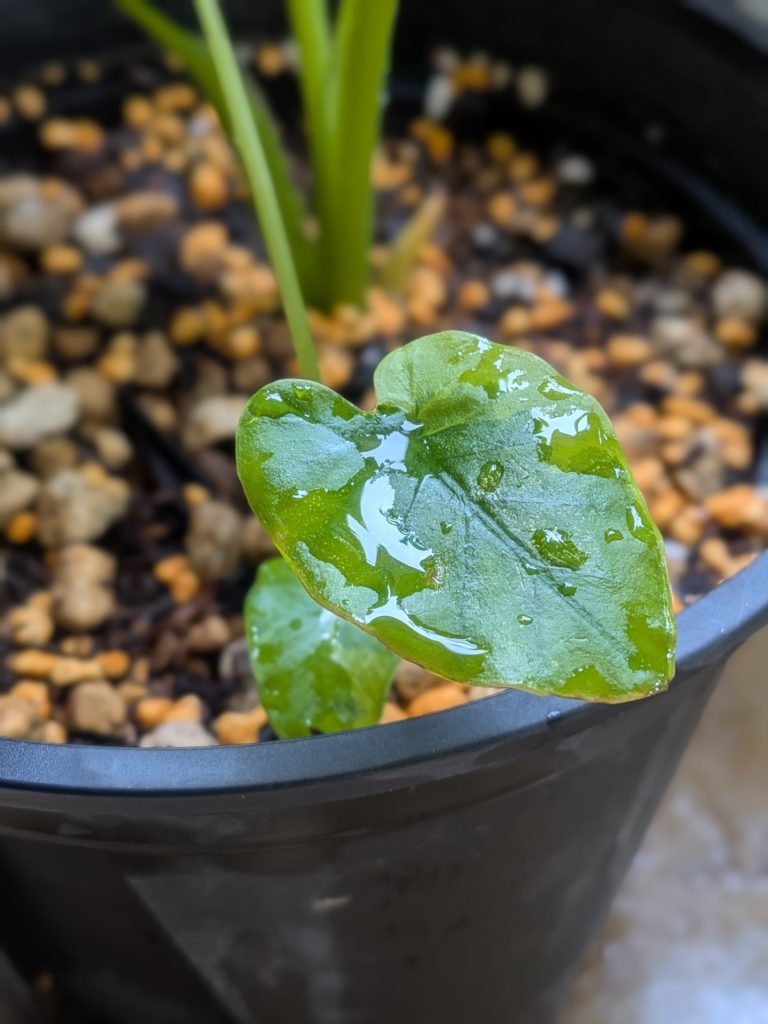 コロカシア・ギガンティア・バリガータ