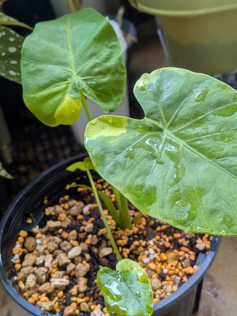 コロカシア・ギガンティア・バリガータ